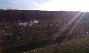 A day at a vineyard