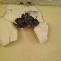 Toxic Black Mold in the sheetrock caused by leaky roof.