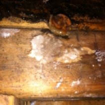 Wet wood and mold under sheetrock.